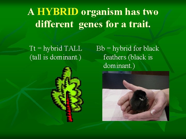 A HYBRID organism has two different genes for a trait. Tt = hybrid TALL