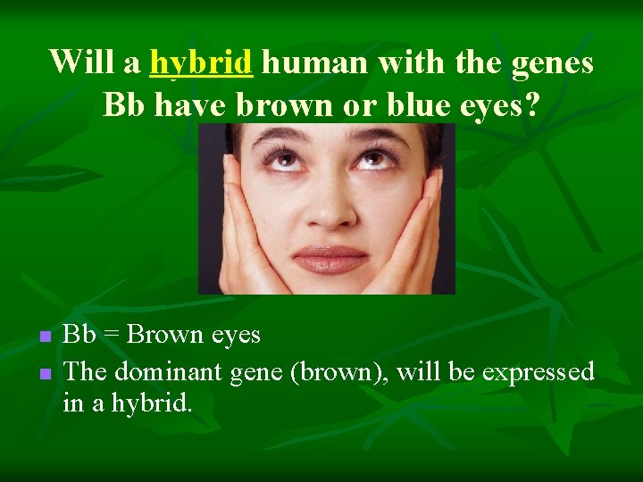 Will a hybrid human with the genes Bb have brown or blue eyes? n