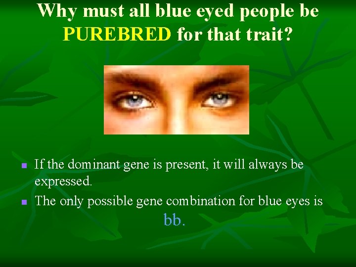 Why must all blue eyed people be PUREBRED for that trait? n n If