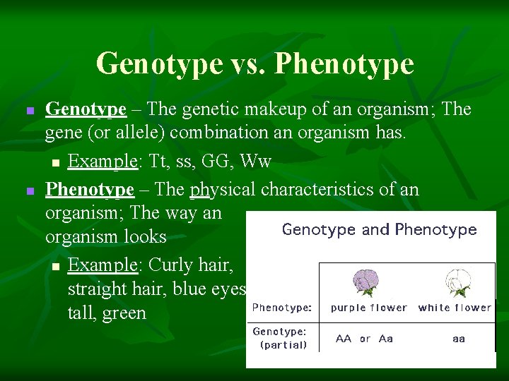 Genotype vs. Phenotype n n Genotype – The genetic makeup of an organism; The