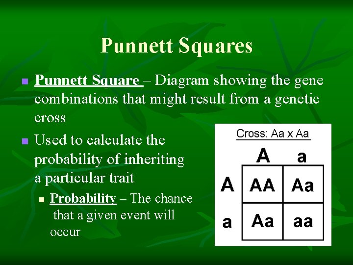 Punnett Squares n n Punnett Square – Diagram showing the gene combinations that might