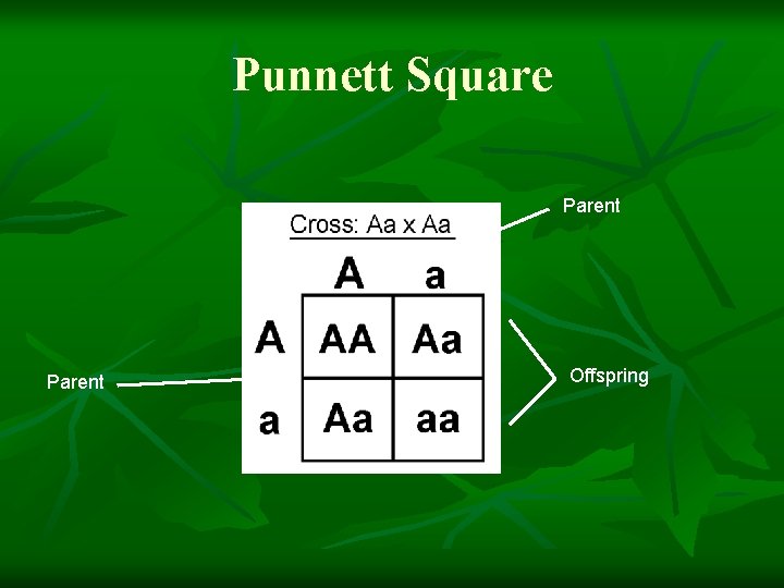 Punnett Square Parent Offspring 