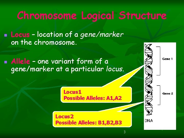 Chromosome Logical Structure n n Locus – location of a gene/marker on the chromosome.