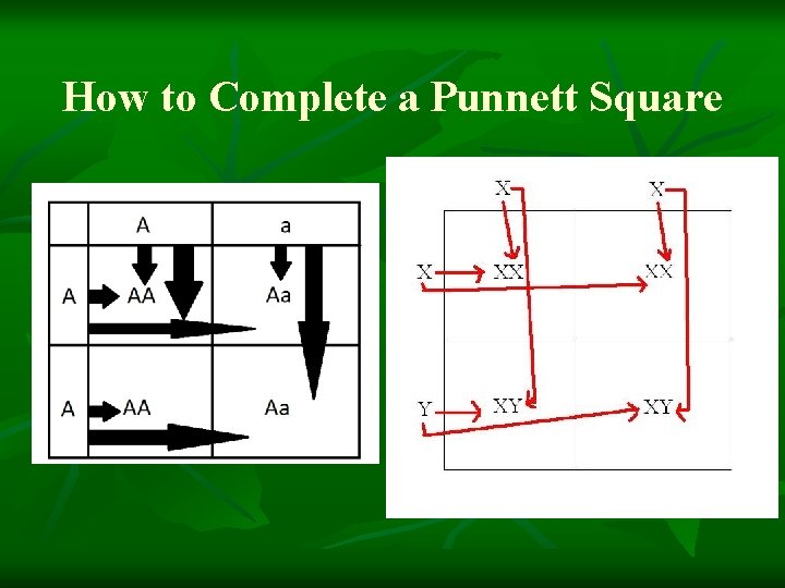 How to Complete a Punnett Square 