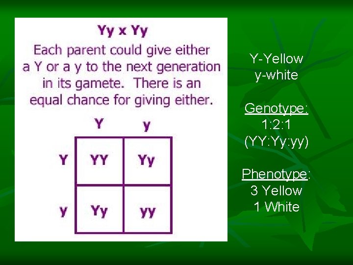 Y-Yellow y-white Genotype: 1: 2: 1 (YY: Yy: yy) Phenotype: 3 Yellow 1 White