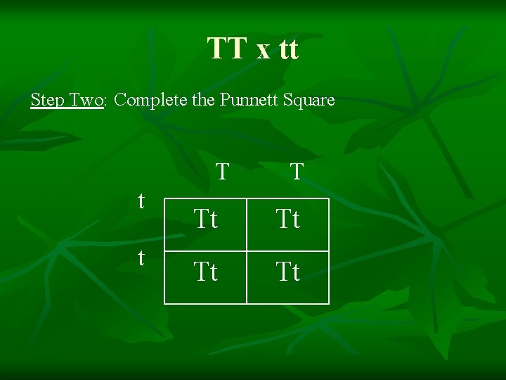 TT x tt Step Two: Complete the Punnett Square T t t T Tt