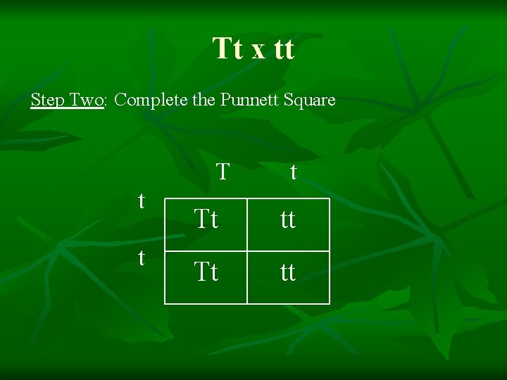 Tt x tt Step Two: Complete the Punnett Square T t t t Tt