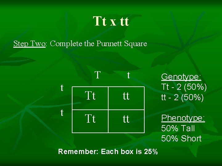 Tt x tt Step Two: Complete the Punnett Square T t t t Tt