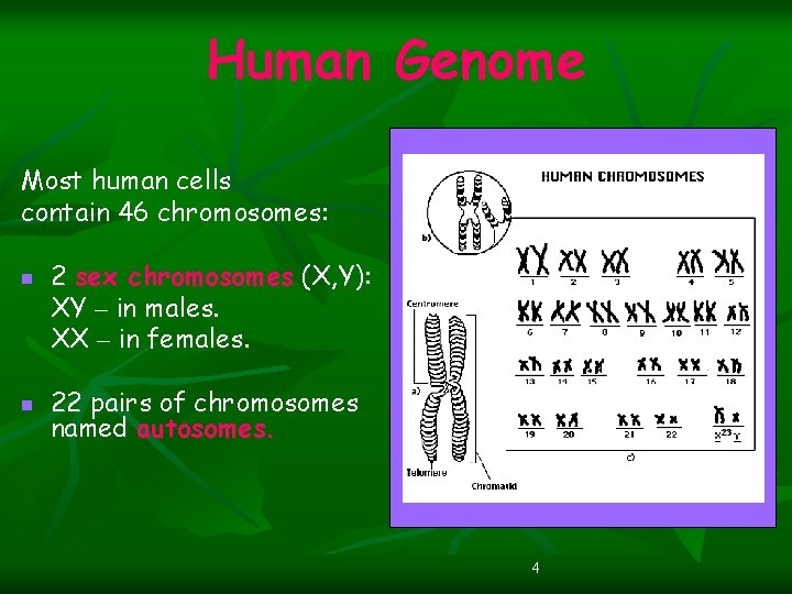 Human Genome Most human cells contain 46 chromosomes: n n 2 sex chromosomes (X,