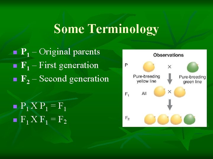 Some Terminology n n n P 1 – Original parents F 1 – First