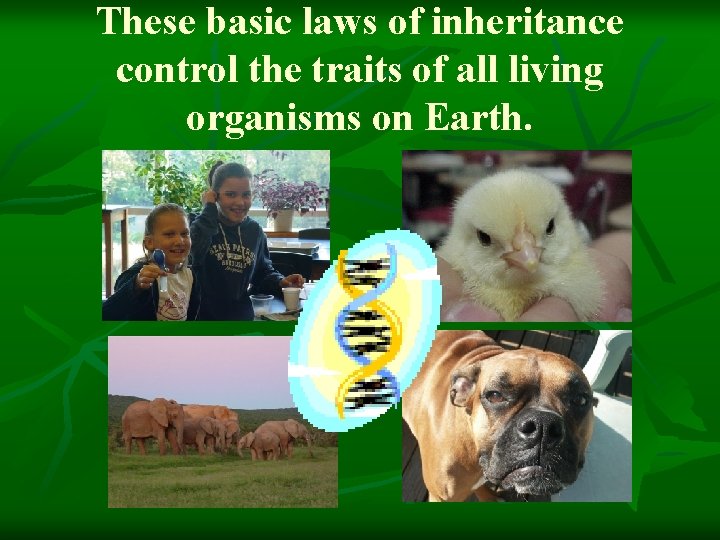 These basic laws of inheritance control the traits of all living organisms on Earth.