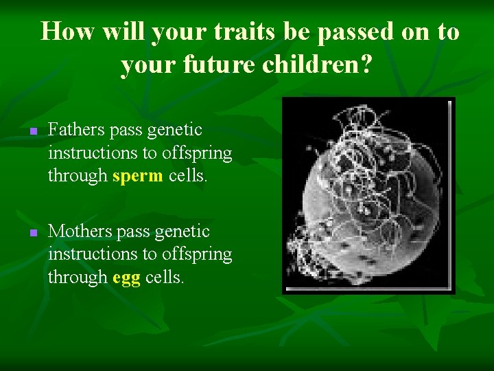 How will your traits be passed on to your future children? n n Fathers