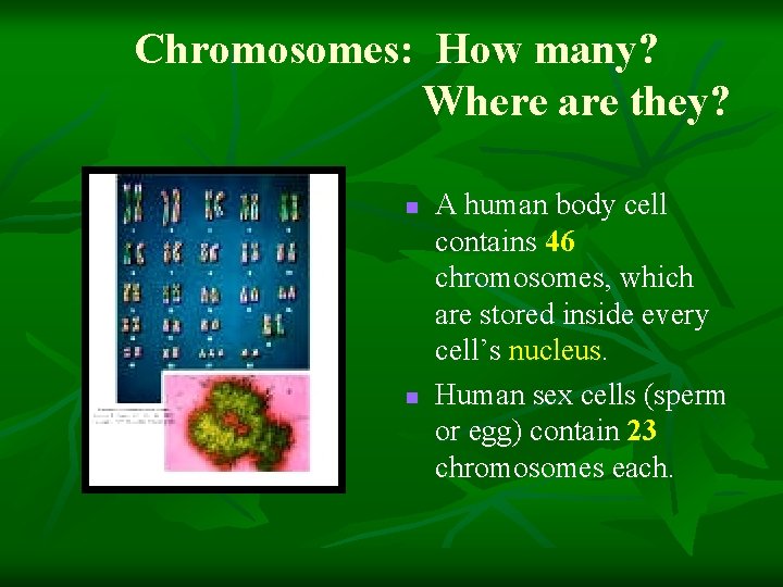 Chromosomes: How many? Where are they? n n A human body cell contains 46