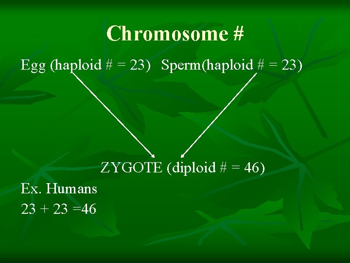 Chromosome # Egg (haploid # = 23) Sperm(haploid # = 23) ZYGOTE (diploid #
