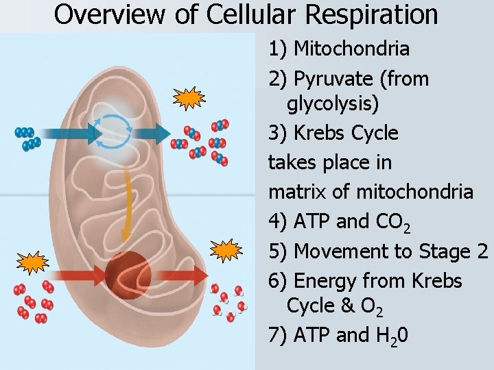 Overview of Cellular Respiration 1) Mitochondria 2) Pyruvate (from glycolysis) 3) Krebs Cycle takes