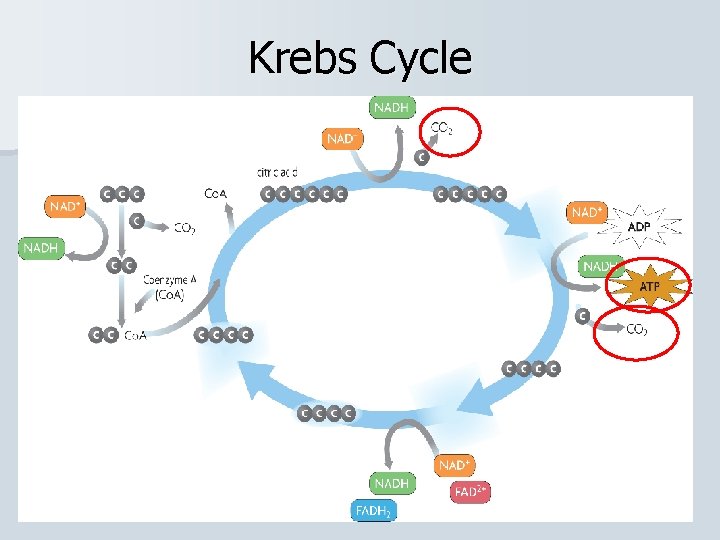 Krebs Cycle 