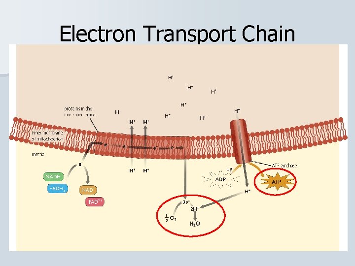 Electron Transport Chain 