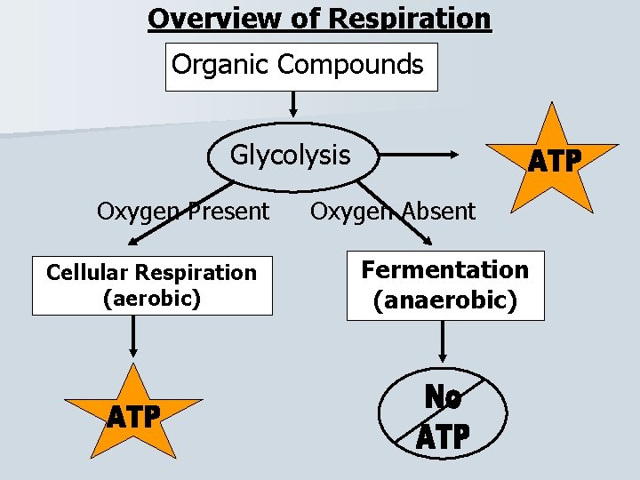 Overview of Respiration Organic Compounds Glycolysis Oxygen Present Cellular Respiration (aerobic) Oxygen Absent Fermentation