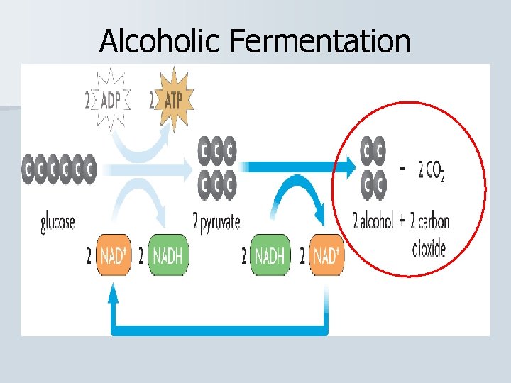 Alcoholic Fermentation 