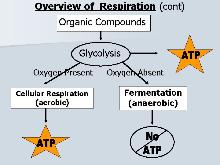 Overview of Respiration (cont) Organic Compounds Glycolysis Oxygen Present Cellular Respiration (aerobic) Oxygen Absent