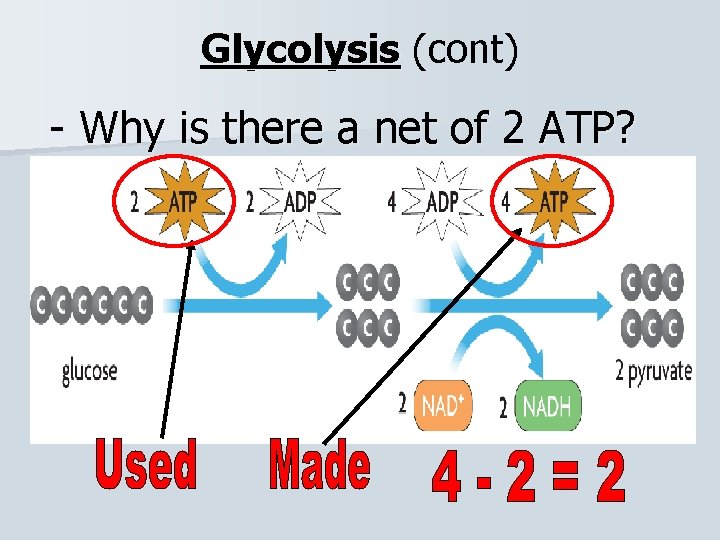Glycolysis (cont) - Why is there a net of 2 ATP? 
