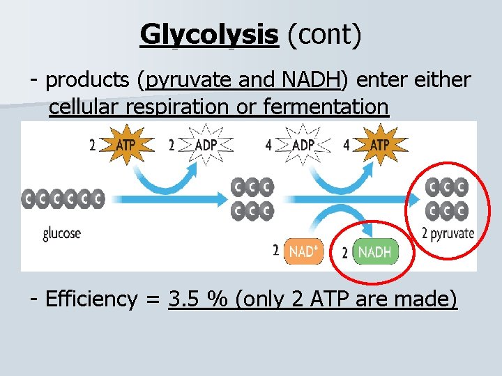 Glycolysis (cont) - products (pyruvate and NADH) enter either cellular respiration or fermentation -