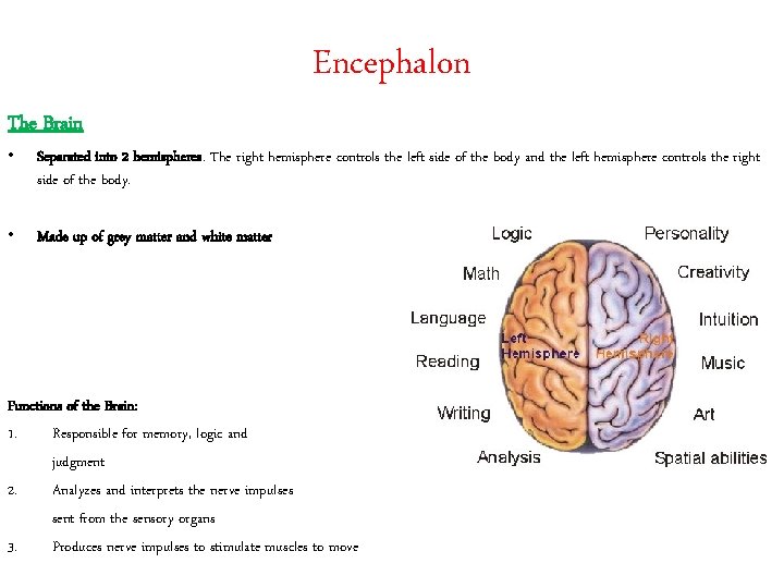 Encephalon The Brain • Separated into 2 hemispheres. The right hemisphere controls the left