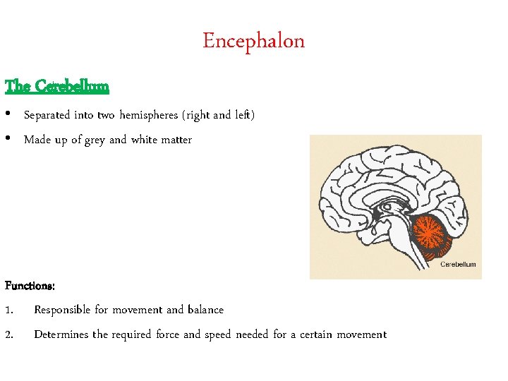 Encephalon The Cerebellum • Separated into two hemispheres (right and left) • Made up