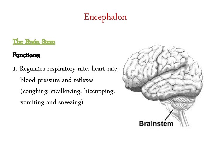 Encephalon The Brain Stem Functions: 1. Regulates respiratory rate, heart rate, blood pressure and