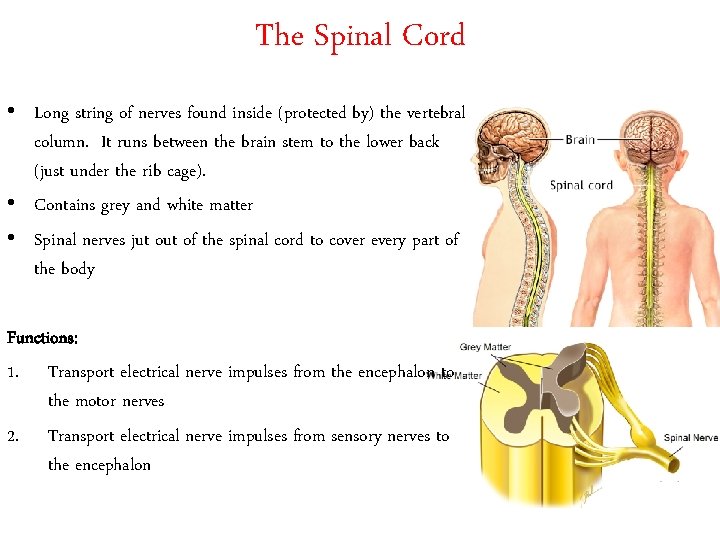 The Spinal Cord • Long string of nerves found inside (protected by) the vertebral