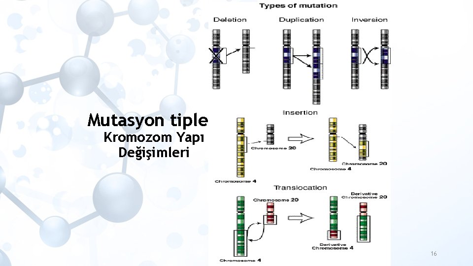 Mutasyon tipleri Kromozom Yapı Değişimleri 16 