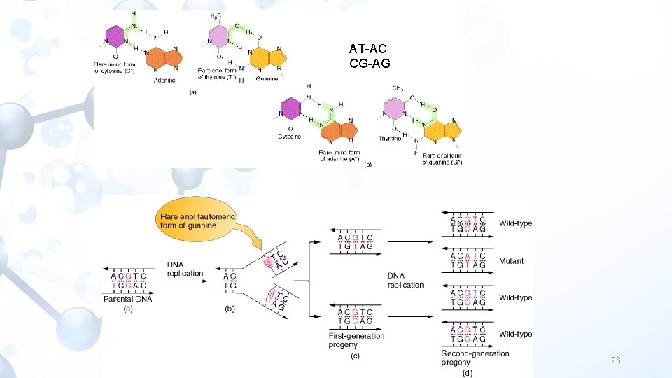 AT-AC CG-AG 28 