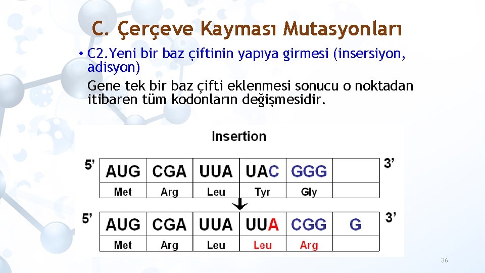 C. Çerçeve Kayması Mutasyonları • C 2. Yeni bir baz çiftinin yapıya girmesi (insersiyon,