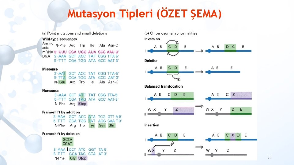 Mutasyon Tipleri (ÖZET ŞEMA) 39 