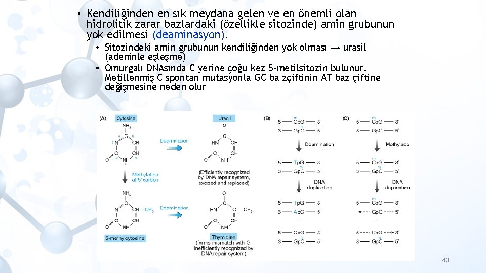  • Kendiliğinden en sık meydana gelen ve en önemli olan hidrolitik zarar bazlardaki