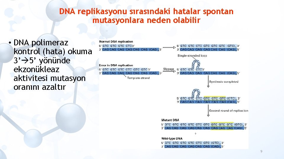 DNA replikasyonu sırasındaki hatalar spontan mutasyonlara neden olabilir • DNA polimeraz kontrol (hata) okuma