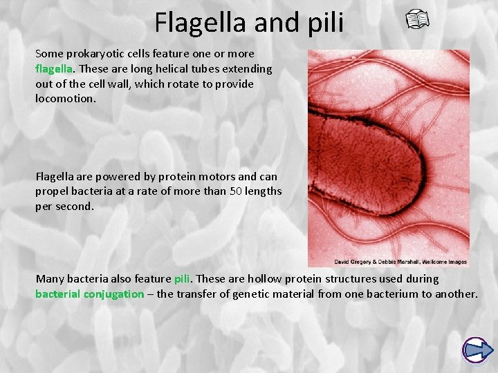 Flagella and pili Some prokaryotic cells feature one or more flagella. These are long