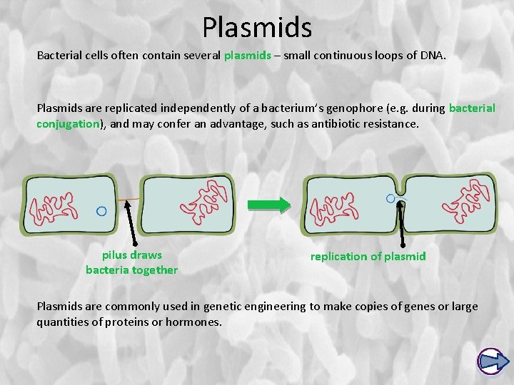 Plasmids Bacterial cells often contain several plasmids – small continuous loops of DNA. Plasmids