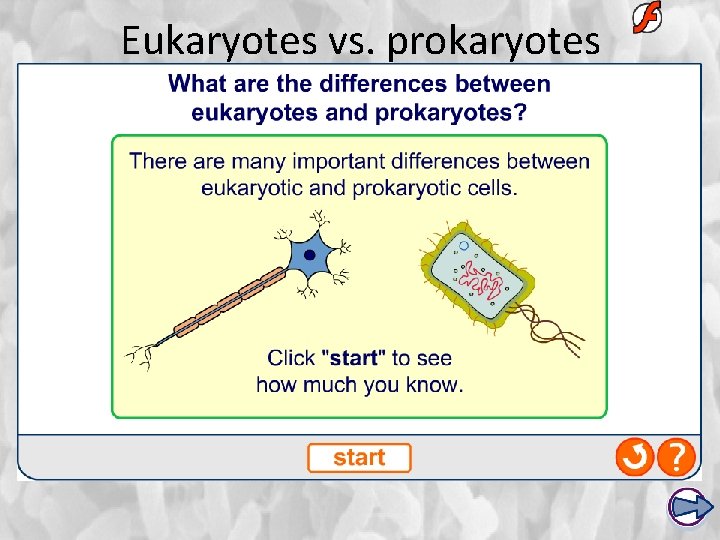 Eukaryotes vs. prokaryotes 