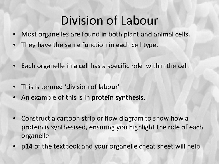 Division of Labour • Most organelles are found in both plant and animal cells.