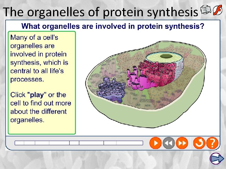 The organelles of protein synthesis 