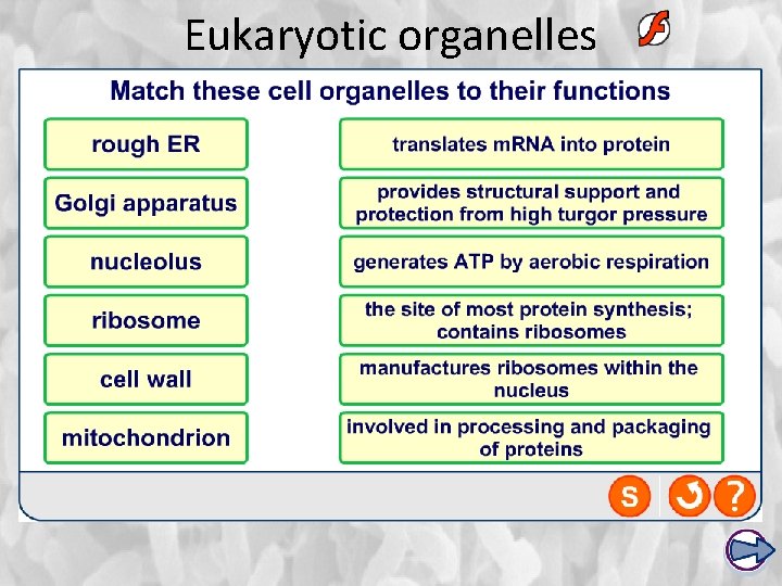 Eukaryotic organelles 