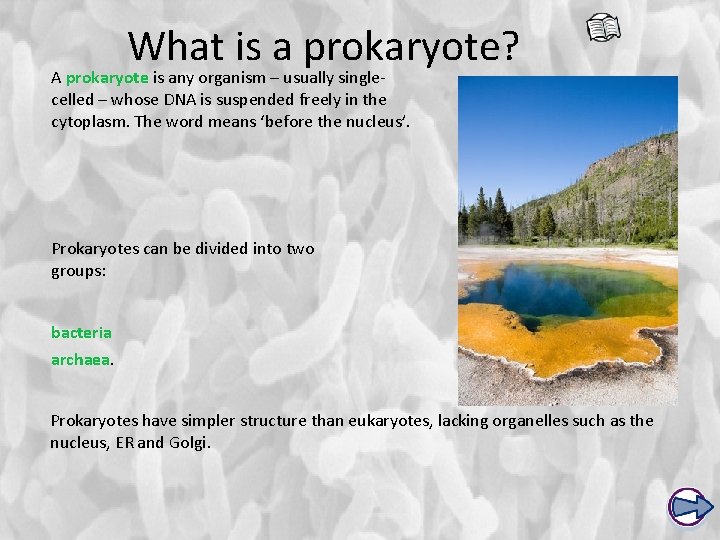 What is a prokaryote? A prokaryote is any organism – usually singlecelled – whose