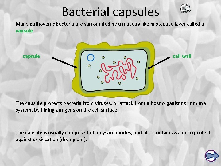 Bacterial capsules Many pathogenic bacteria are surrounded by a mucous-like protective layer called a