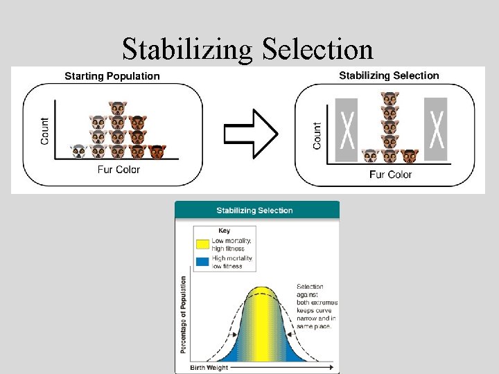 Stabilizing Selection • 