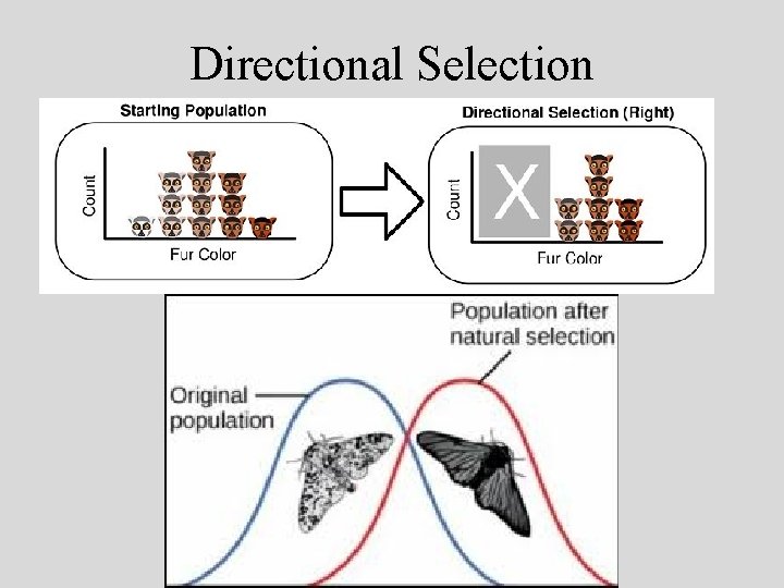 Directional Selection • 