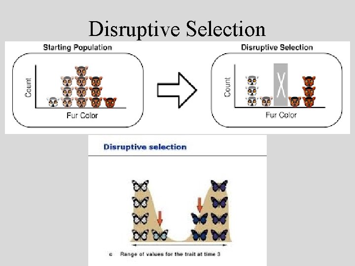 Disruptive Selection 