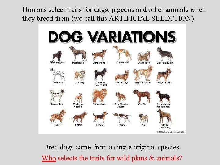 Humans select traits for dogs, pigeons and other animals when they breed them (we