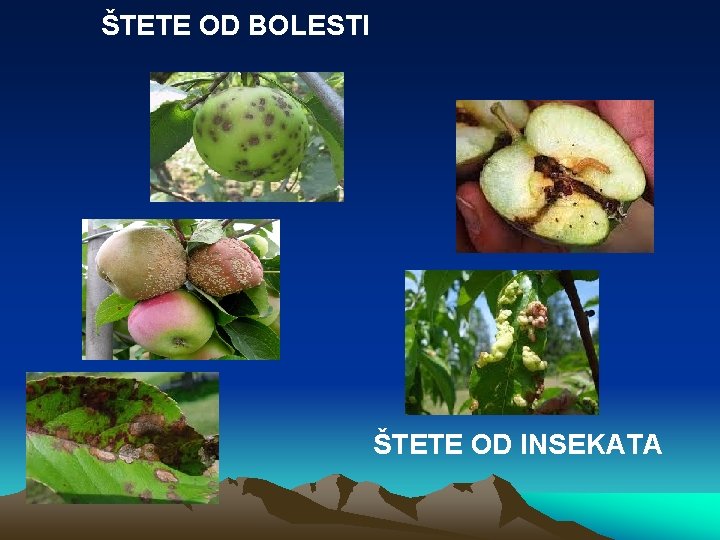 ŠTETE OD BOLESTI ŠTETE OD INSEKATA 