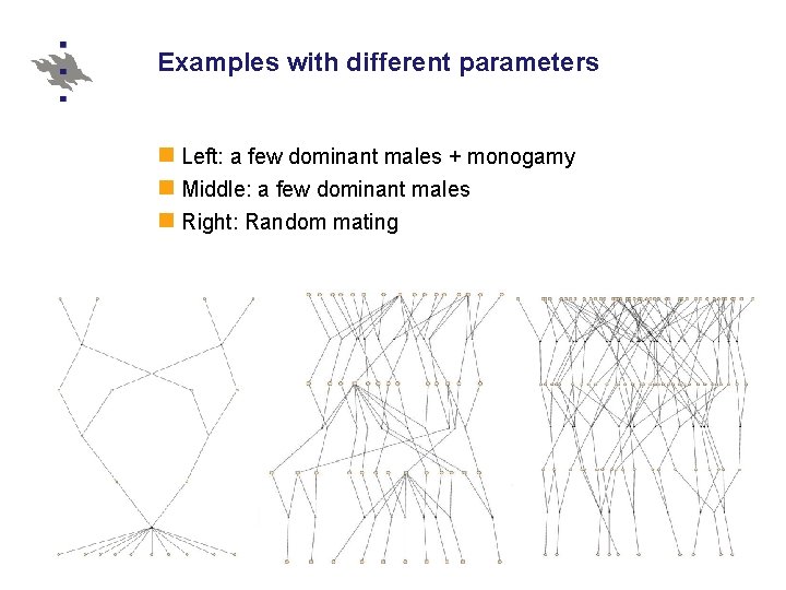 Examples with different parameters Left: a few dominant males + monogamy Middle: a few